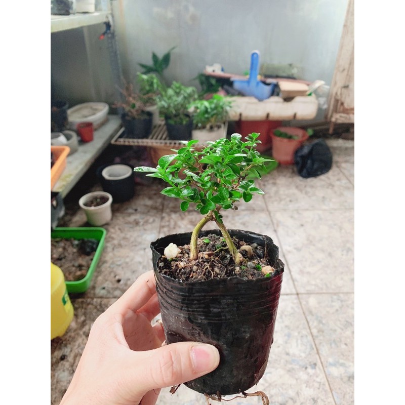 Sam Hương bonsai