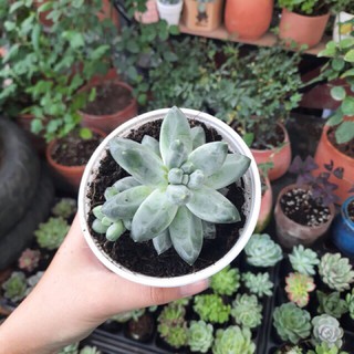 SEN ĐÁ KIM CƯƠNG TRẮNG SIZE TRUNG [FREE SHIP] 🧚[SIÊU ĐẸP]🧚 - SEN ĐÁ BUÔN MA THUỘT