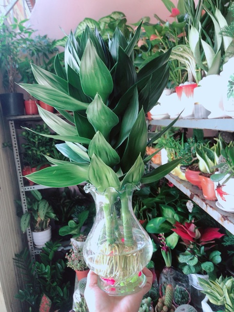 Chậu Cây Phát Tài Búp Sen