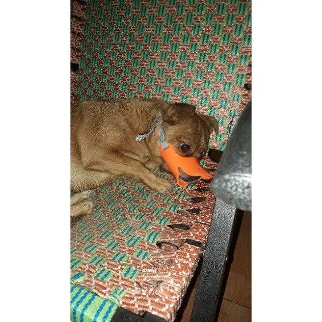 Rọ mõm chó mỏ vịt