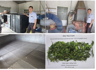2kg dây thìa canh sỉ