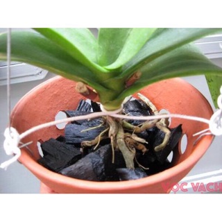 Than củi trồng lan - Giá thể trồng lan (túi : 1 kg) Tặng kèm vôi bột 🍀