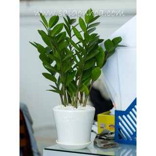 Cây Kim Tiền gửi đi nguyên chậu