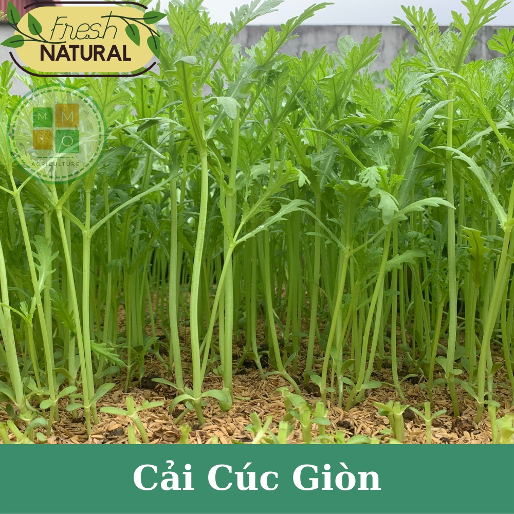 Hạt giống rau cải cúc giòn Đài Loan