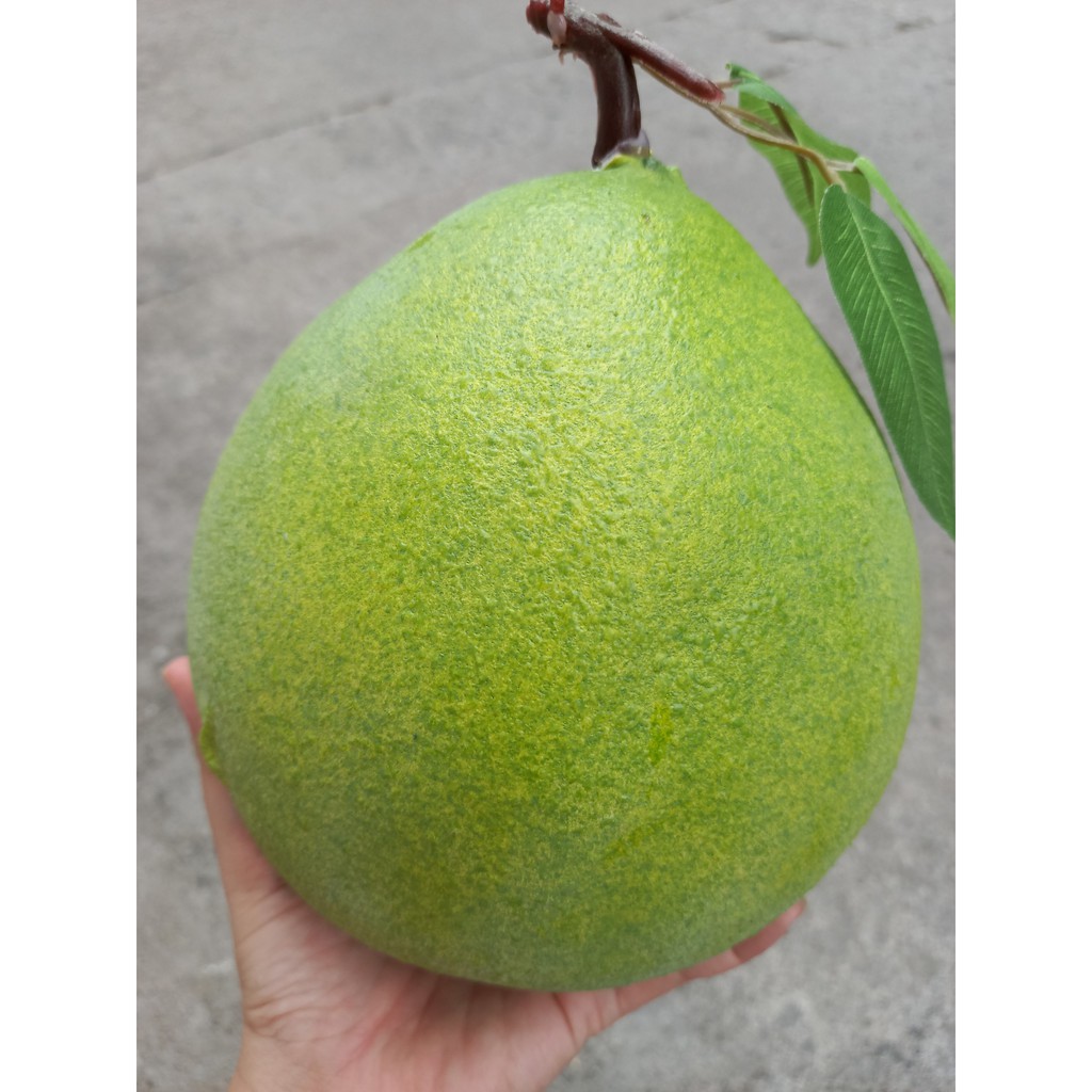 1 Quả bưởi giả giống như thật - trái cây giả - Hương Flower