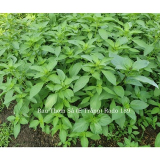 Hạt giống rau thơm sã