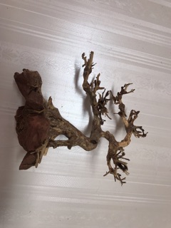 Cây bonsai D20xc20 cho bể cá thuỷ sinh
