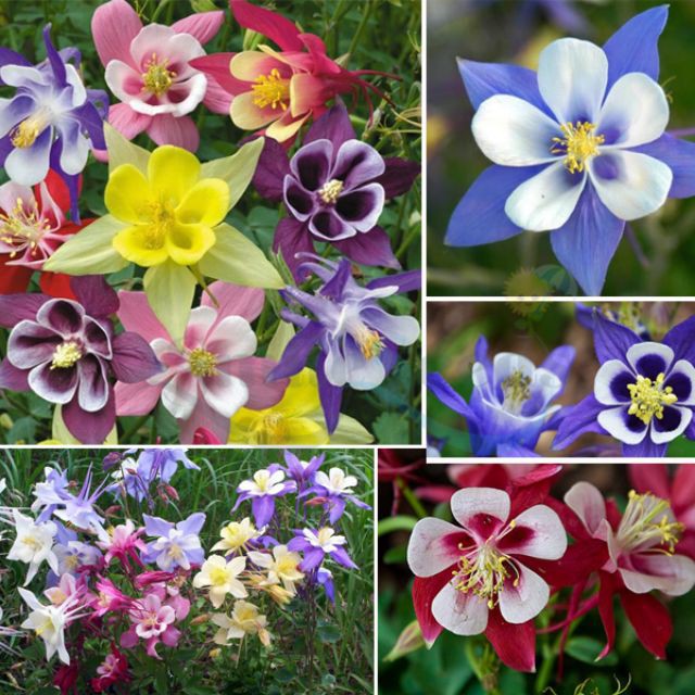 Hạt Giống Hoa Lan Chuông (Bồ Câu) 50 Hạt