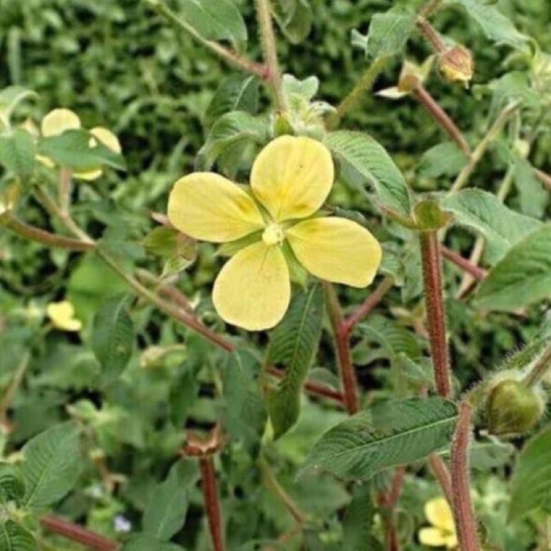 1 Kg Cây rau mương khô nhiều lá hàng loại 1