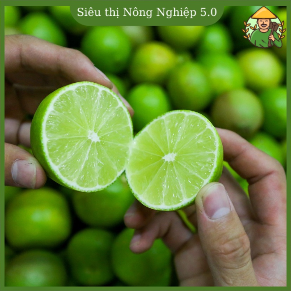 Cây giống chanh tứ quý F, giống chanh bốn mùa đại học nông nghiệp 1, cây chanh tứ quý chiết, ghép cao 60cm -70cm