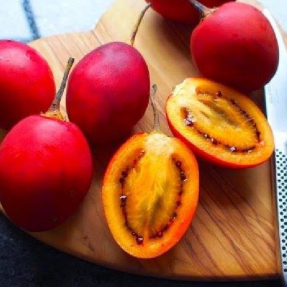 Hạt giống cà chua thân gỗ tamarillo 10 hạt - TẶNG 5 viên nén ươm hạt giống - HGT