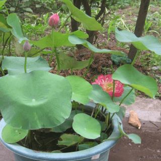 Combo 40 gói hạt giống hoa sen