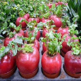 Hạt giống củ cải đỏ khổng lồ