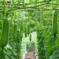 (Gói 15 hạt)Hạt giống bầu siêu trái f1 Dễ trồng năng suất cao kháng bệnh tốt-Tổng kho hạt giống giá rẻ