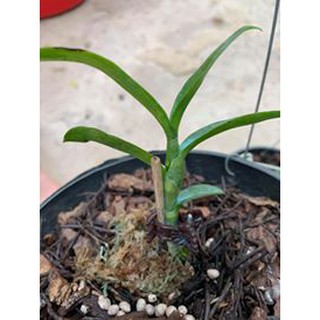 giả hạc 5 cánh trắng
