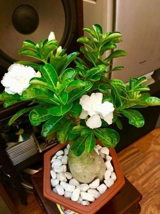 2 cây  Giống sứ thái