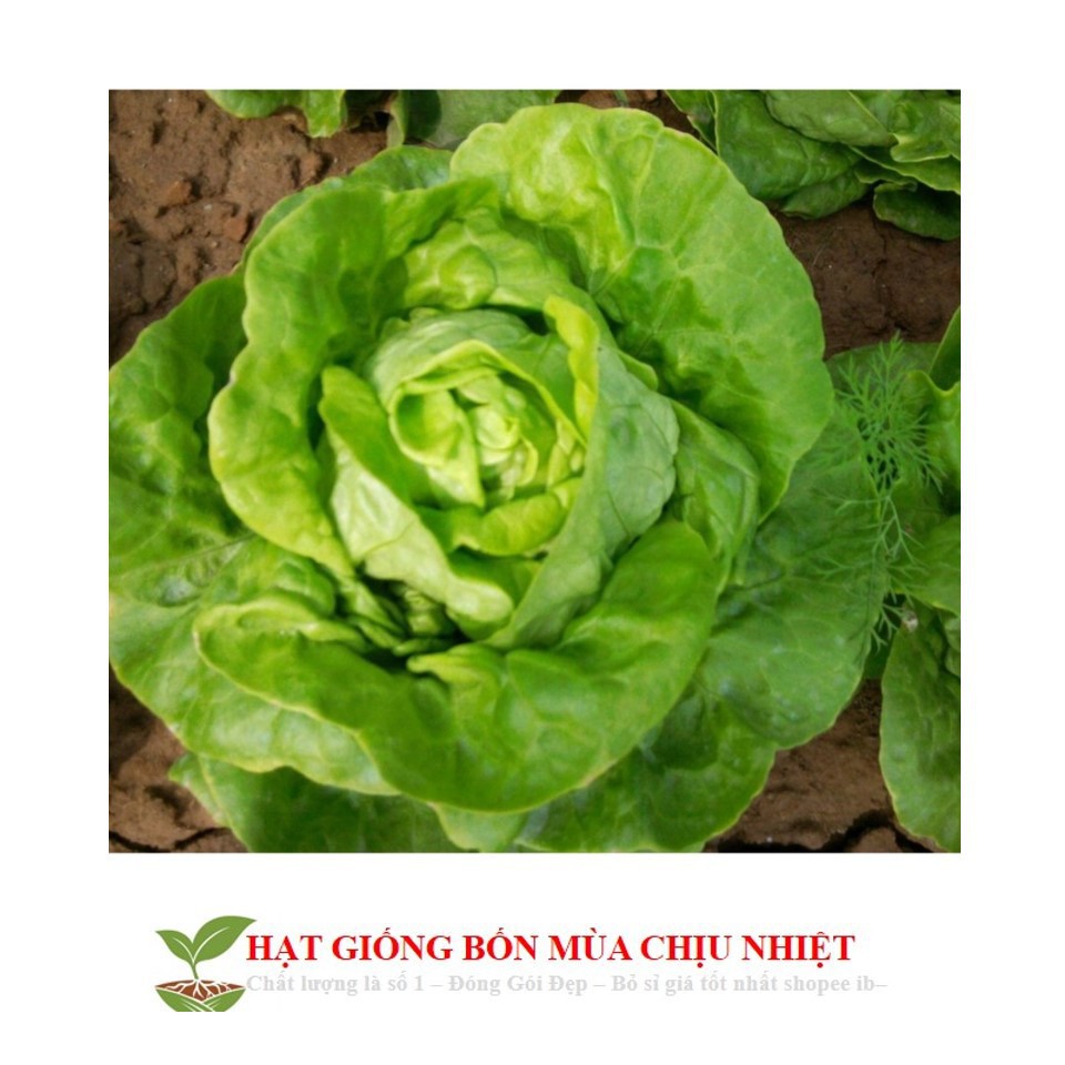 Giống Rau Xà lách mỡ luckyseed hạt siêu rẻ