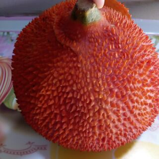 TINH DẦU GẤC NẤU DẦU DỪA THỦ CÔNG