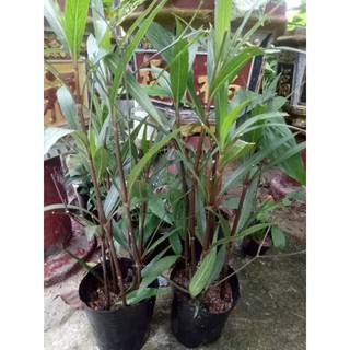 cây chiều tím.1 bầu 10 cây