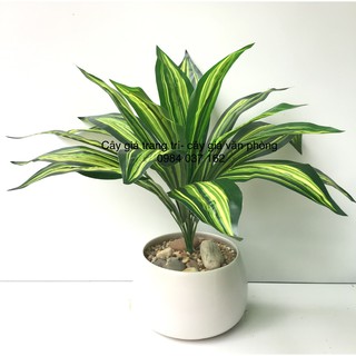 Cây thiết mộc lan giả, Cây giả trang trí