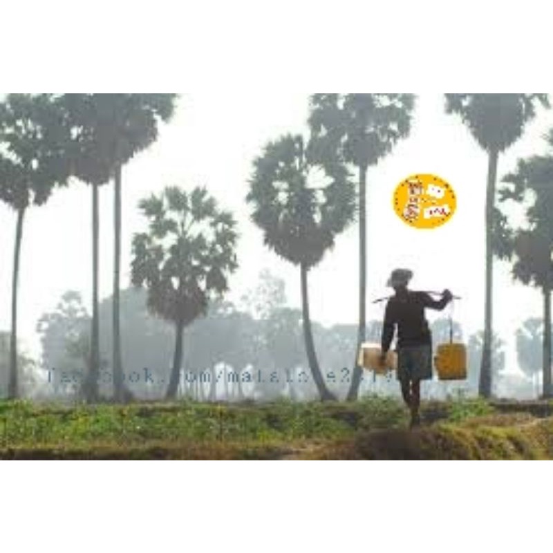 500G Nước Màu  Đường Thốt Nốt Nguyên chất Mật Store