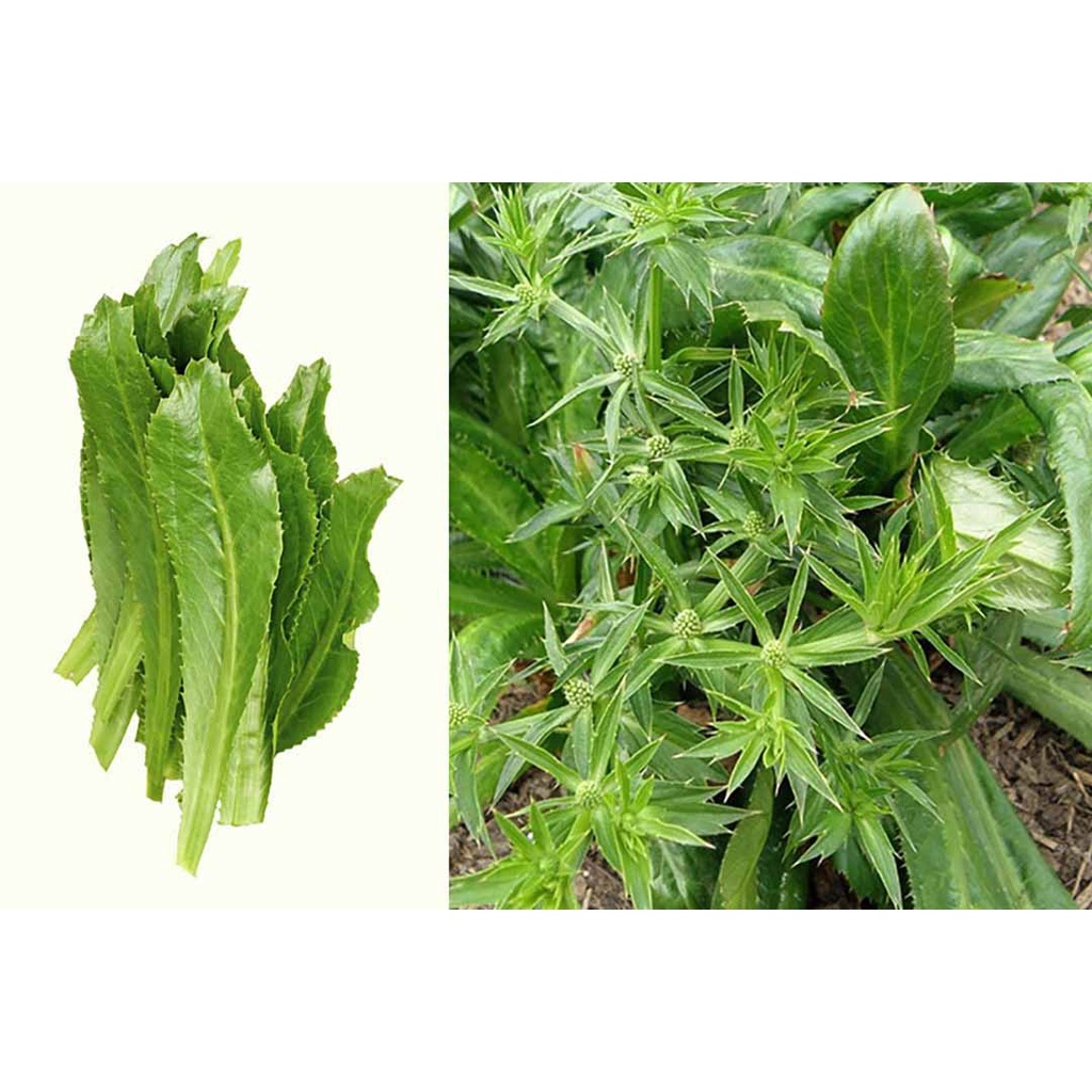 [Siêu Sale] Hạt Giống Ngò Gai (Mùi tàu) 5gr