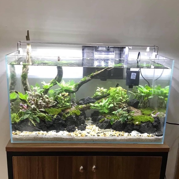{ RẺ VÔ ĐỐI } Bộ Bể Cá 60cm Kính Siêu Trong 5 Mặt, Dài 60cm Rộng 30cm Cao 36cm - Bể Cá Cảnh
