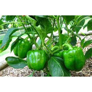 HẠT GIỐNG ỚT CHUÔNG 10 HẠT