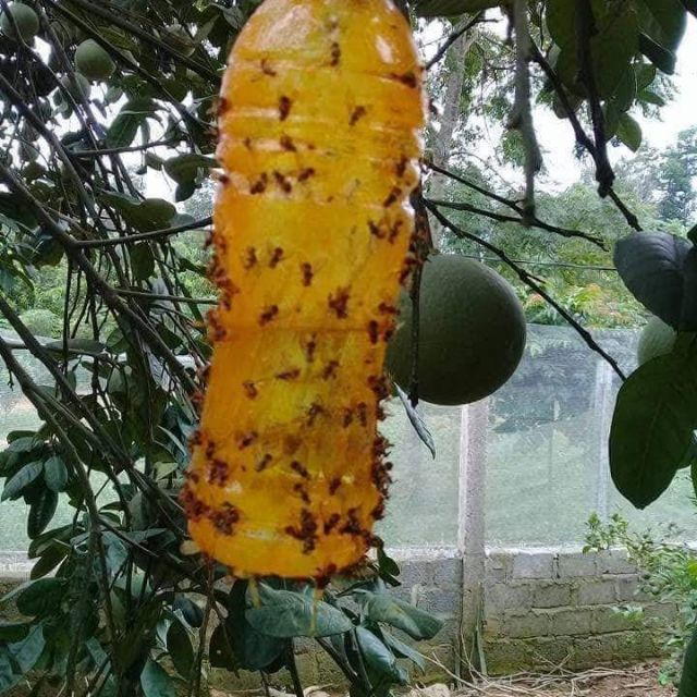 Keo Bẫy Ruồi Vàng