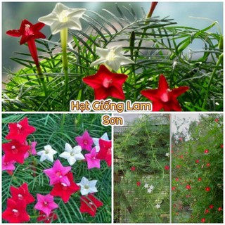 HẠT GIỐNG DÂY LEO TÓC TIÊN ( Hoa Sao Leo Đủ Màu ) - Loài Hoa Đẹp,Làm Cảnh Tuyệt Vời.