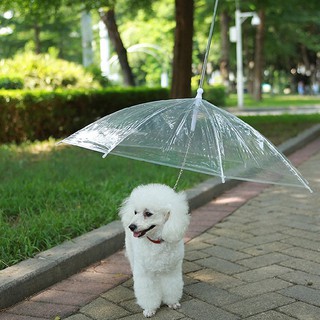 Dù che mưa dễ thương cho thú cưng
