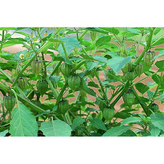 1kg tầm bóp tươi