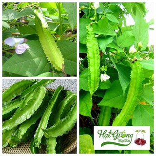 10 hạt giống đậu rồng linh ngoc