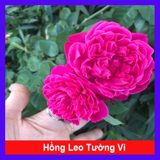 Hồng Leo Tường Vi - cây cảnh sân vườn