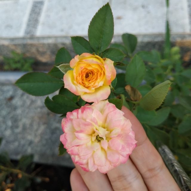 Cây hoa hồng đổi màu (size hoa nhỏ cỡ 3cm)