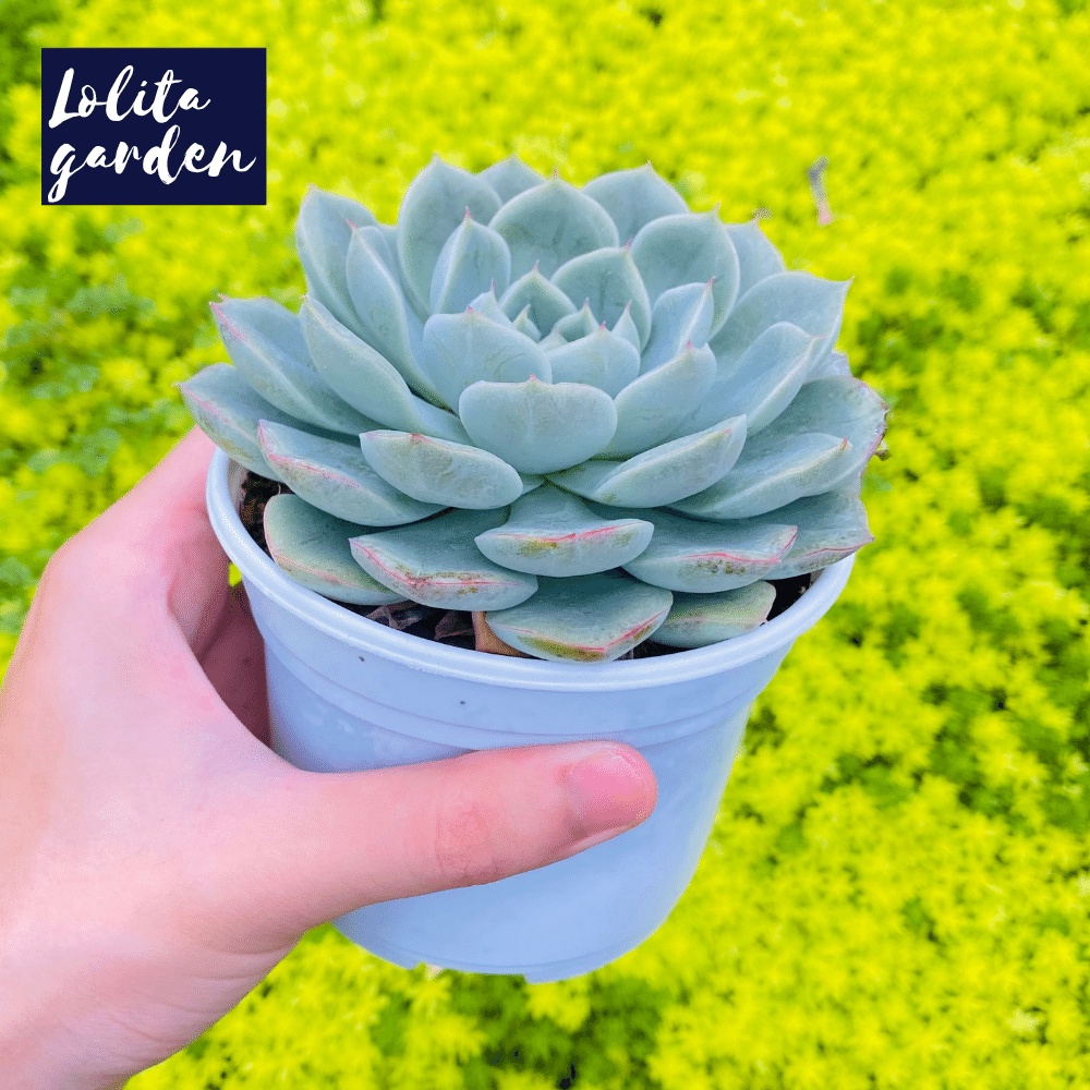 Sen đá liên đài trắng Đà Lạt size trung bình cây cảnh trang trí nhà cửa Lolita garden