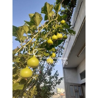 Hạt giống bầu tròn thái lan
