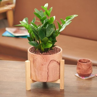 Chậu cây kim tiền | THE FISH DESIGN size LS