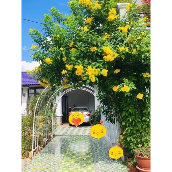 Cây huỳnh liên chuông vàng hoa quanh năm