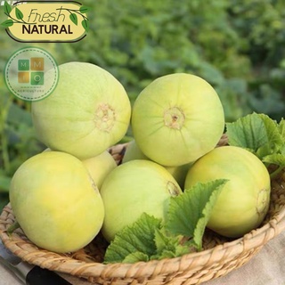 Hạt giống dưa lê siêu ngọt