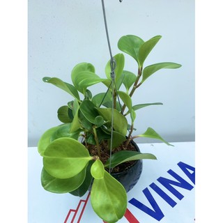 Cây Trường Sinh - Cây phong thuỷ.