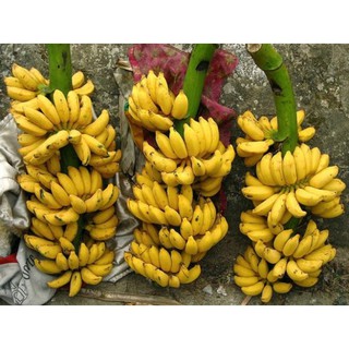 Cây giống CHUỐI TÂY THÁI ngọt thơm - hàng cây giống CHUẨN F1