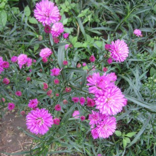 Hạt Giống Hoa Thạch Thảo MiX ⚡️DỄ TRỒNG⚡️ Hoa Tượng Trưng Cho Tình Yêu Gói 10 Hạt