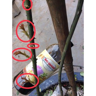 1 lít GE Gừng - Phân bón hữu cơ kích mầm, kích rễ cho hoa hồng, hoa lan