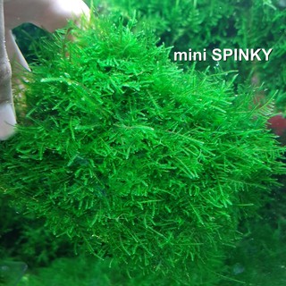 Rêu Mini Spiky | Loại Rêu Thuỷ Sinh Đẹp, Dễ Chăm sóc