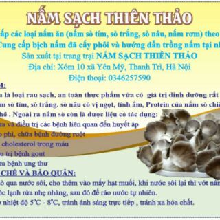 Phôi nấm sò xám Thái