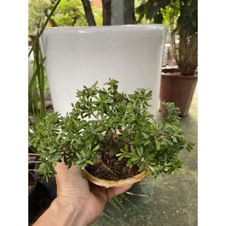Bộ chậu cây Linh Sam để bàn