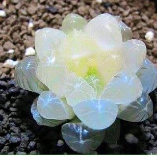 Hạt giống sen đá kim cương ( 200 hạt )