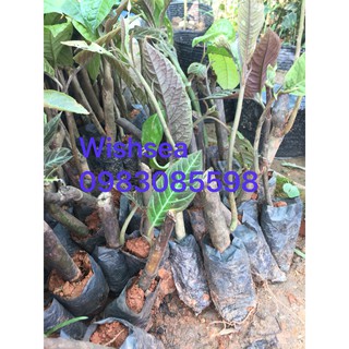 cây khôi nhung (combo 2 cây)