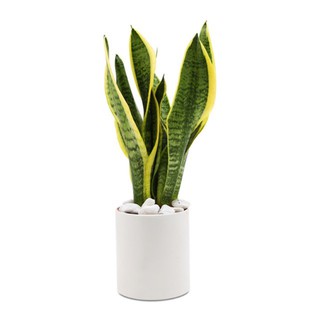 Lưỡi hổ để bàn kèm chậu sứ